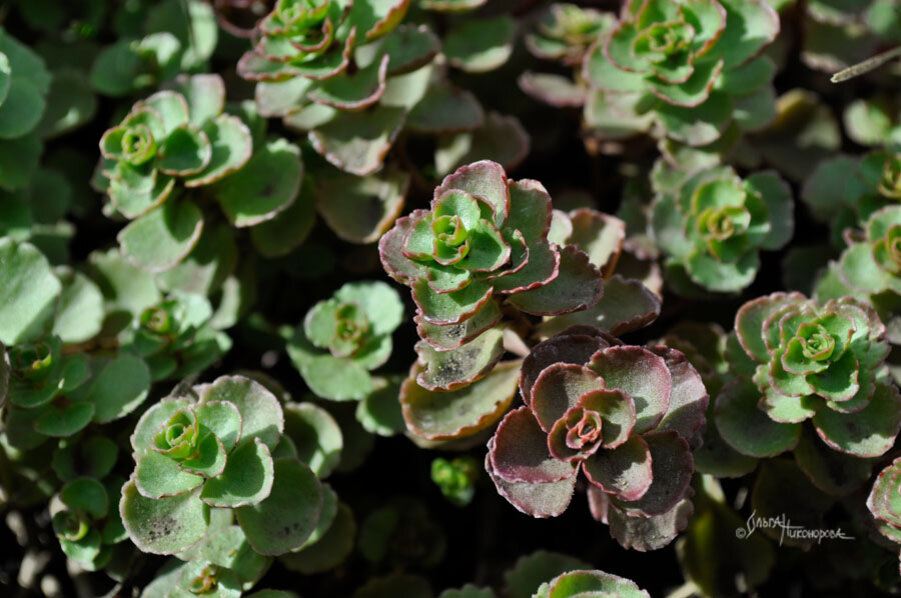 Осенью листочки приобретают красновато - бурые оттенки. Очиток выглядит очень эффектно!
