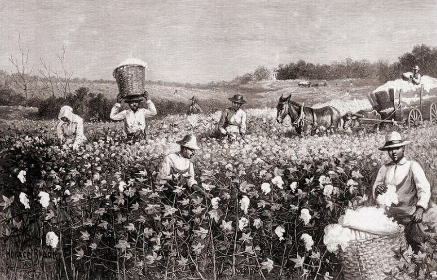 Сбор хлопка в давние времена