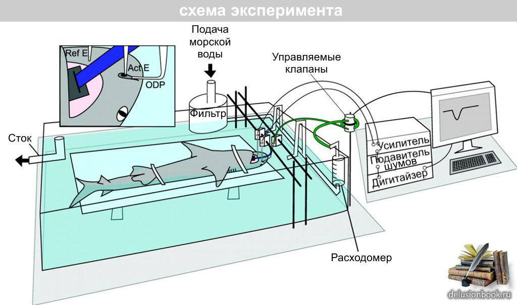 Слайд со схемой эксперимента из упомянутой работы учёных (русификация «Энциклопедии Заблуждений»)