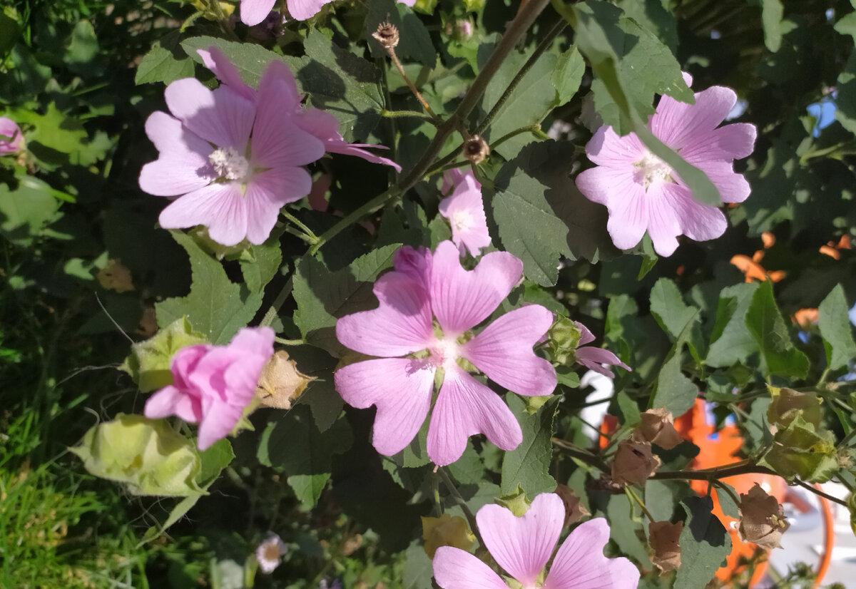 красивые цветы на городской клумбе