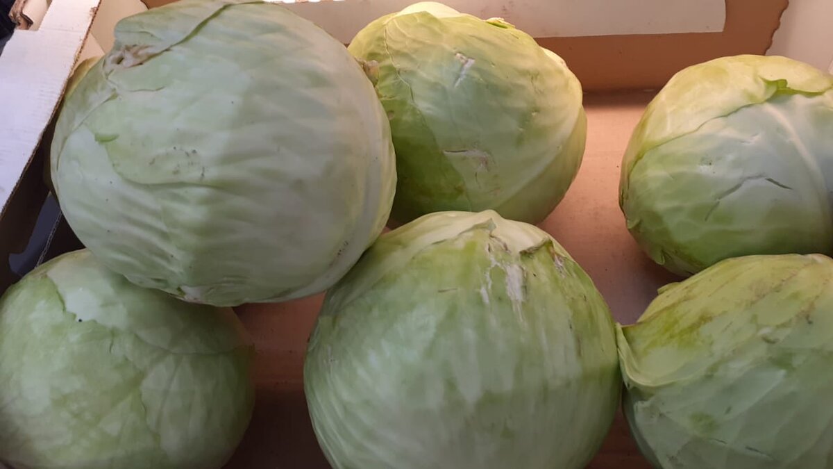 Поздние сорта капусты хороши для квашения. Они плотные и сочные