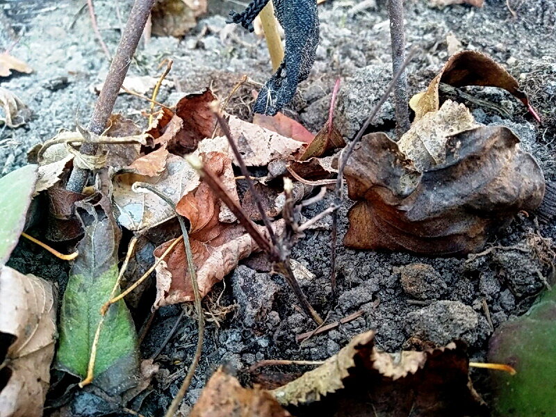 После обрезки сорт Пинк Бьюти (III группа обрезки)