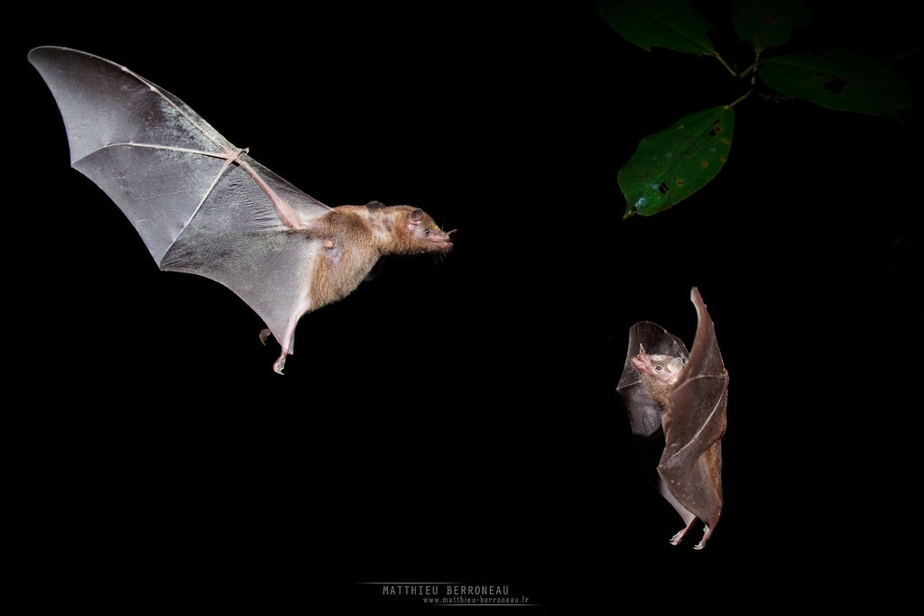 Pipistrelle bat. Длинноязыкий листонос. Трубкогубая летучая мышь. Anoura fistulata. Anoura fistulata.