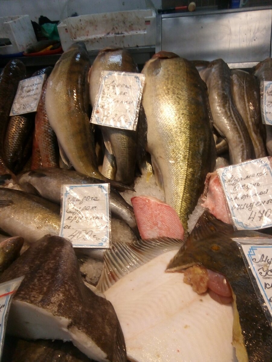 Судак Ладожский, крупный. Окунь морской. Фотоархив автора 