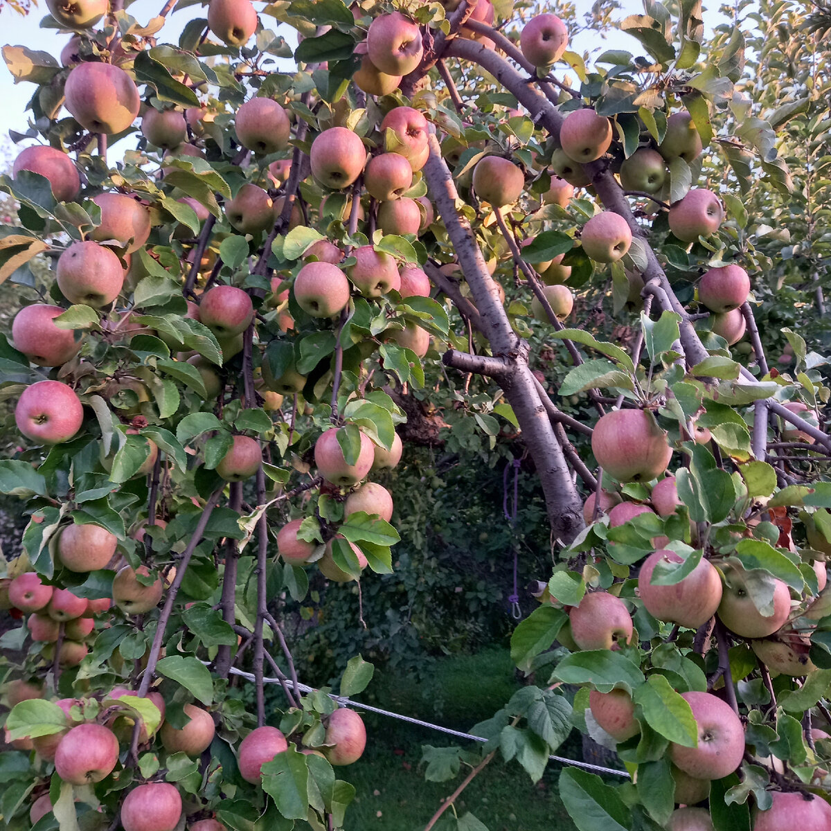 зимние яблоки осенью - все на подпорках