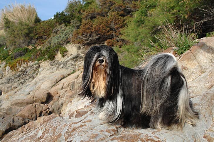 Сторожевой тибетский пёс (Фото: https://www.akc.org/dog-breeds/lhasa-apso/)