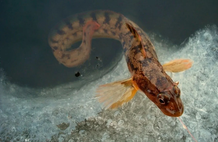 Рыба Бельдюга