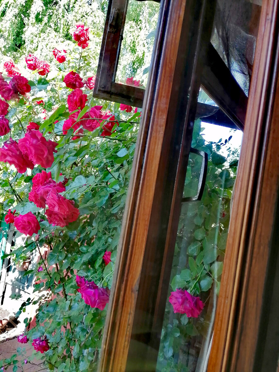 Вид из окна моей спальни.