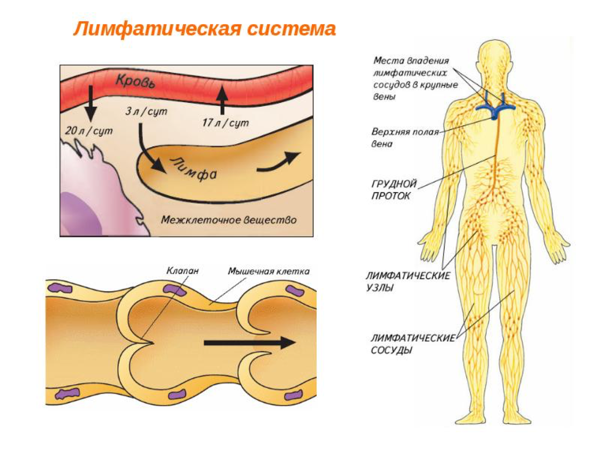 Лимфатическая система человека схема. Лимфосистема человека схема движения лимфы. Лимфатическая система, функции, строение лимфатического сосуда.. Схема организации лимфатической системы.