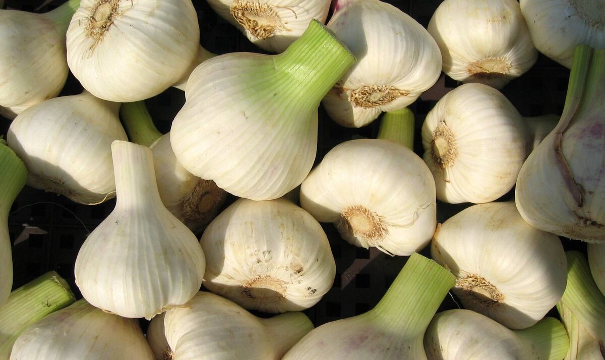 На незрелом чесноке зубки ещё не разделились, а шейка сочная и мясистая. Для хранения такой непригоден, но для еды - очень вкусен! Он пока не набрал остроты. Фото FrenchByte