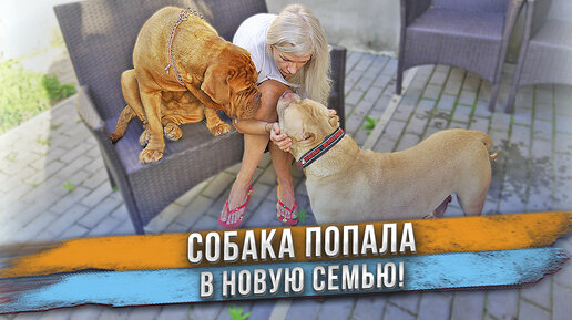 Новая жизнь в 4 года! Собака попала в новую семью. Знакомство. Примет ли Голд новых хозяев? Примет ли его семья?