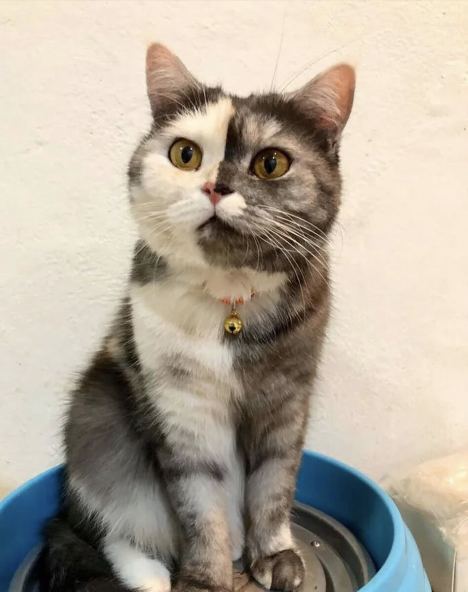 Кошки химеры