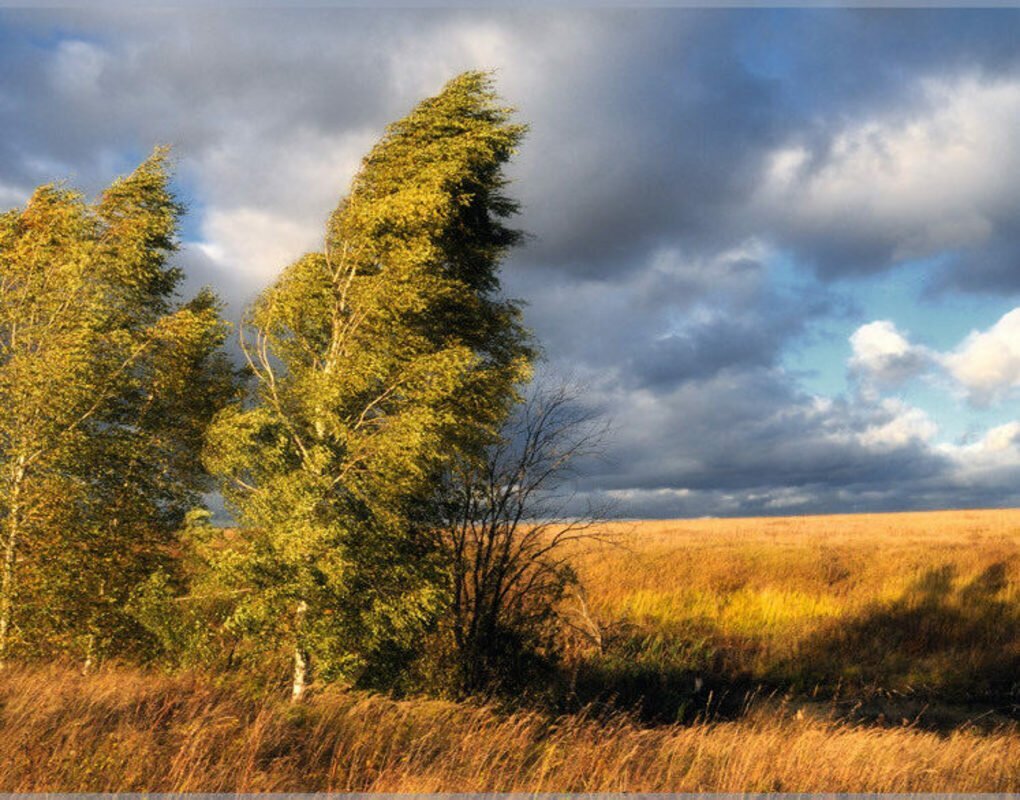 дуют дуют ветры в поле. ветерок в поле. ветер в природе. дуют дуют ветры в поле. подул ветер.