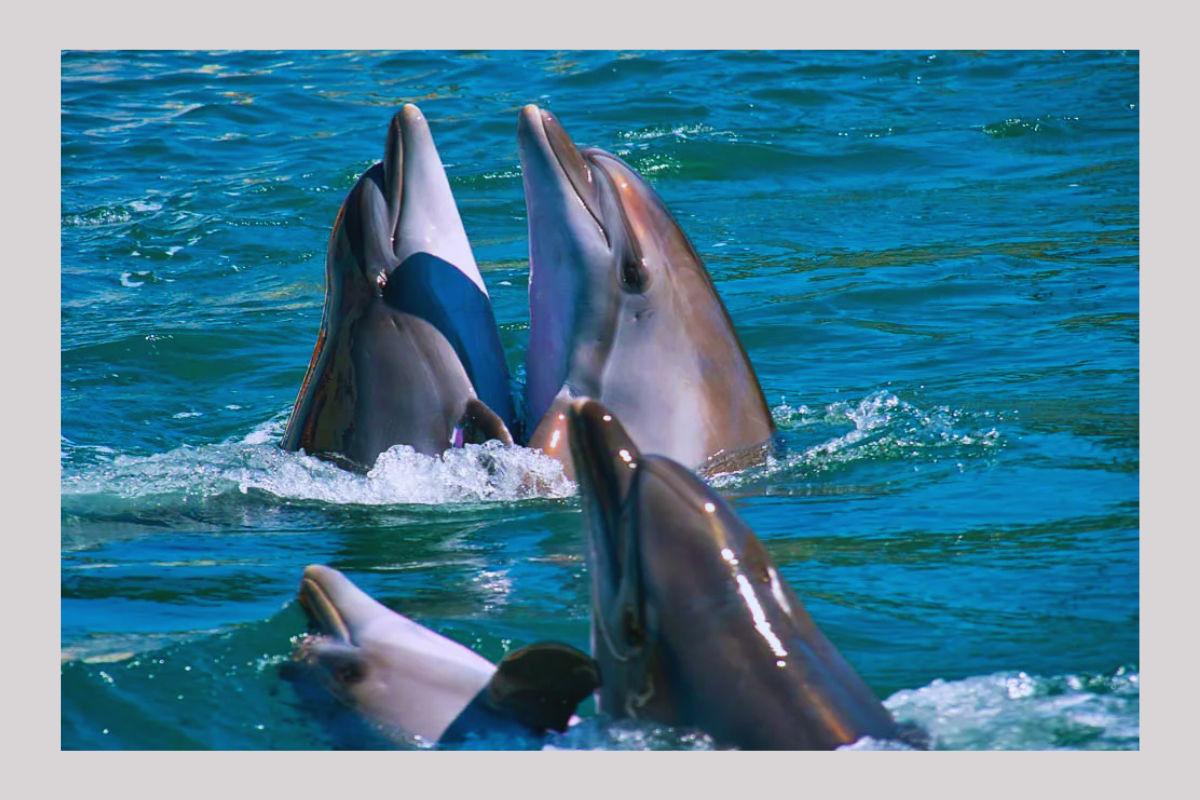 Дельфины с удовольствием разучивают и выполняют разные. Дельфинарий Анапа Утриш. Афалина в Анапе Дельфин. Утриш дельфины. Большой Утриш дельфинарий.