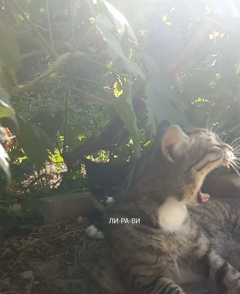 Котик Карапучка