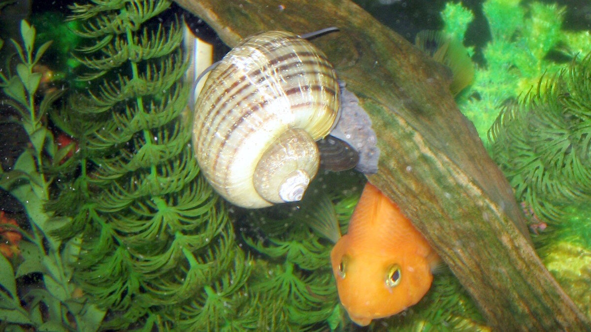    Для чего нужны улитки в аквариуме