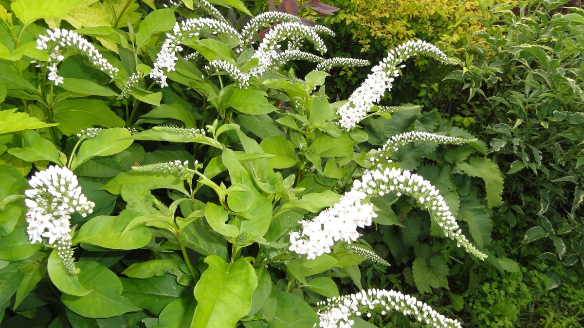 Вербейник Clethroides