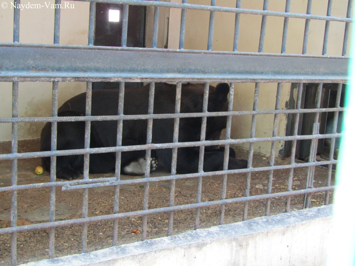 У них уже не сетка-рабица, у них маленькие камеры, где они с большим трудом размещаются. Особенно в жару.