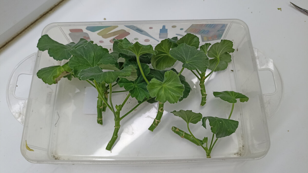 ��� ����� ������� ���������� ��������� ��� ����������. � ����� ����� ����