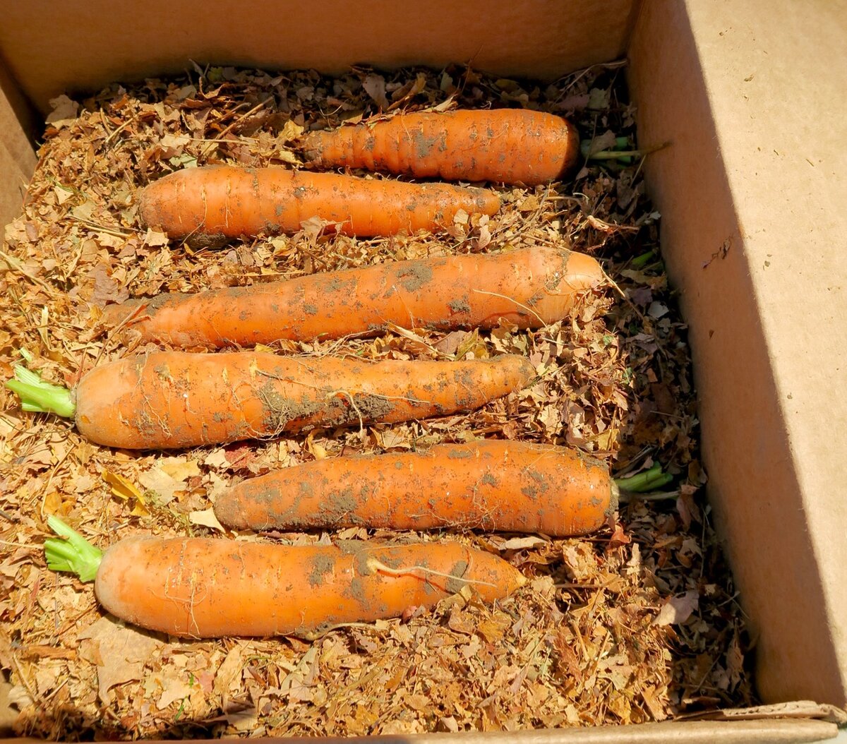 Ящик для хранения моркови. Морковь в ящике. Хранение моркови. Хранение моркови на зиму. Как хранить морковь и свеклу