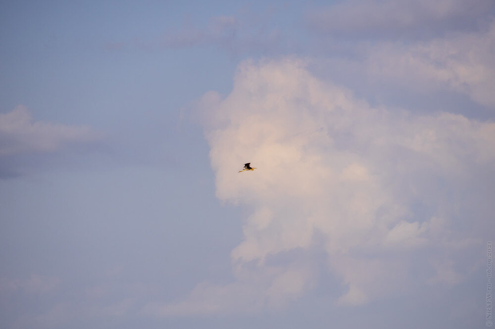 2. Рыжая цапля © NickFW.ru — 06.09.2021г.