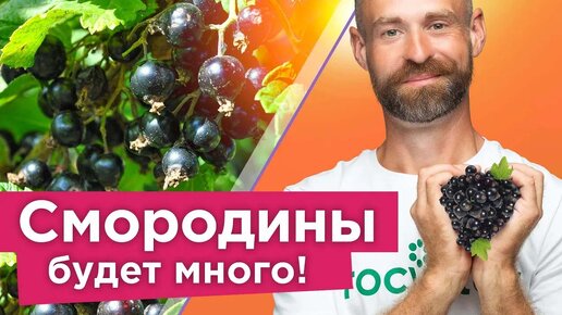 Descargar video: Ягоды смородины крупные, а кусты не болеют при таком уходе осенью!