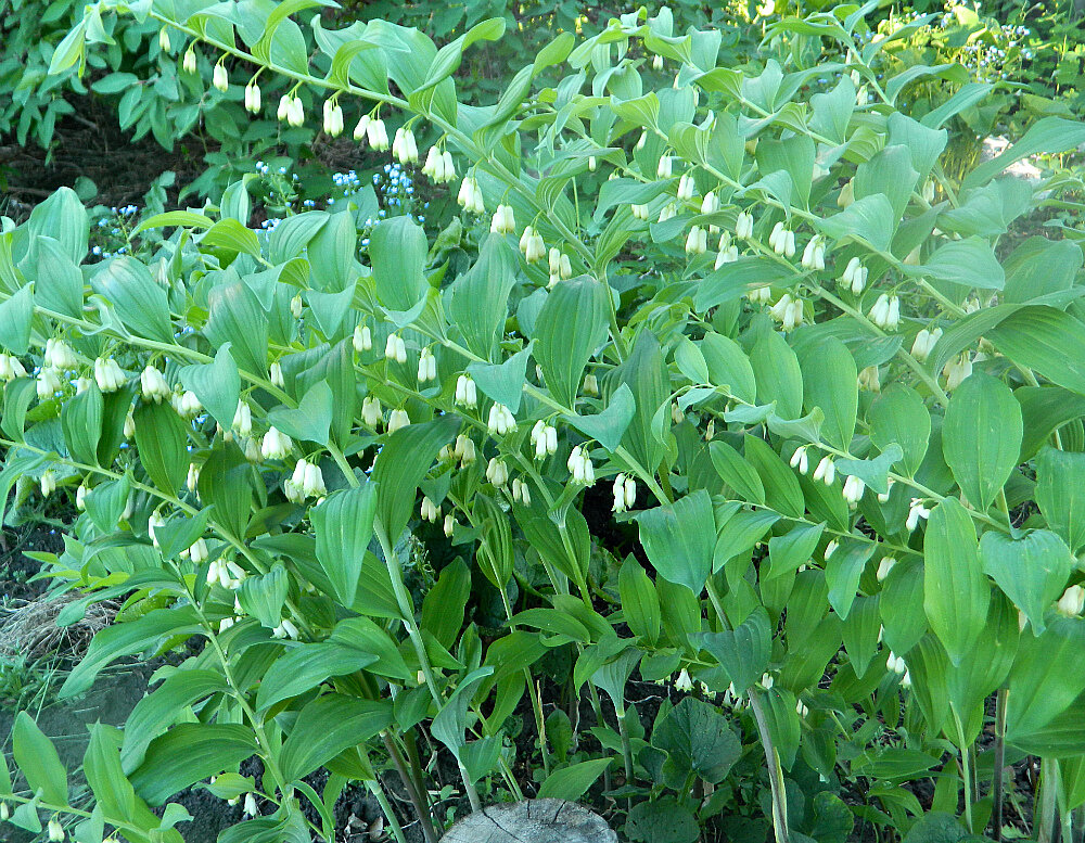 Купена серповидная. Купена (Polygonatum). Купена мультифлорум.