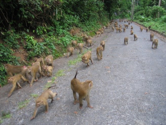 Нашествие обезьян. Гора обезьян на Пхукете. Пхукет Таун гора обезьян. Тропа обезьян Пхукет. Парк обезьян Пхукет.