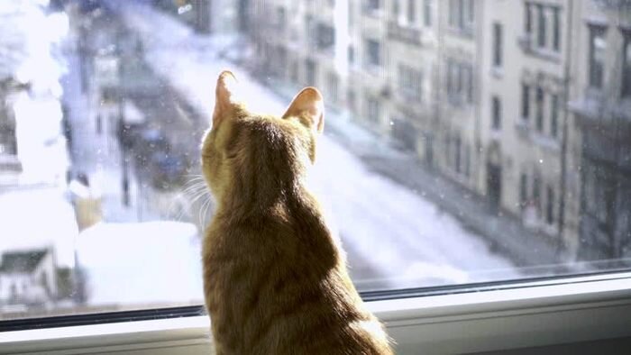 Фото: для кошки на окне – весь мир загадка