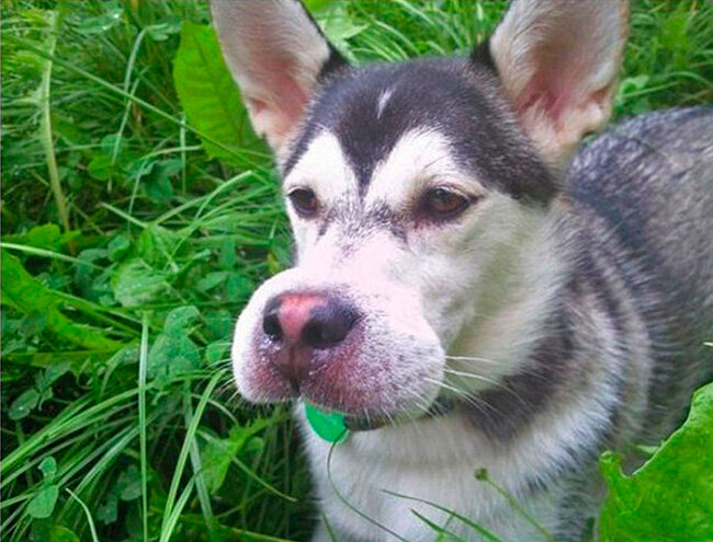 Вот что бывает, когда всего лишь одна пчела ужалит собаку.