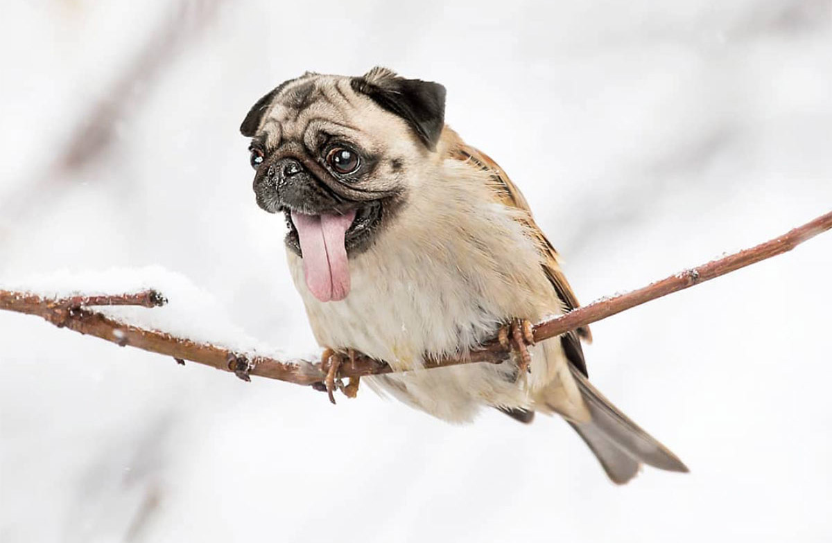 © Арн Фредриксен (Arne Olav Gurvin Fredriksen)