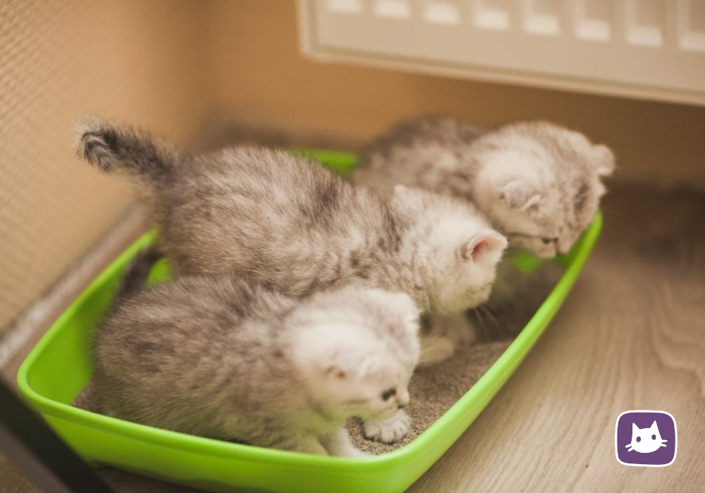 Котенка то есть. Лоток для котят. Котята ходят в лоток. Приучить котенка к лотку. Наполнитель для лотка