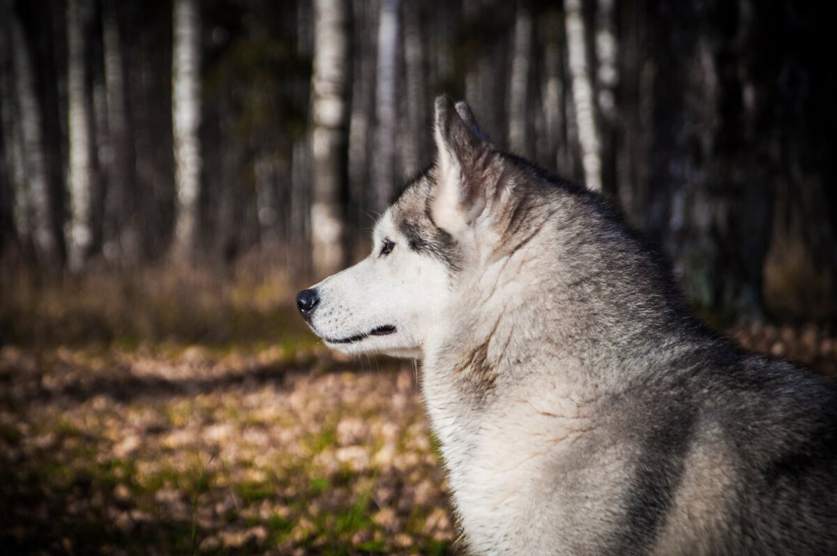 Dogs us. Наталья хаски. Гордый профиль. Необучаемая собака. Мифы о хаски.