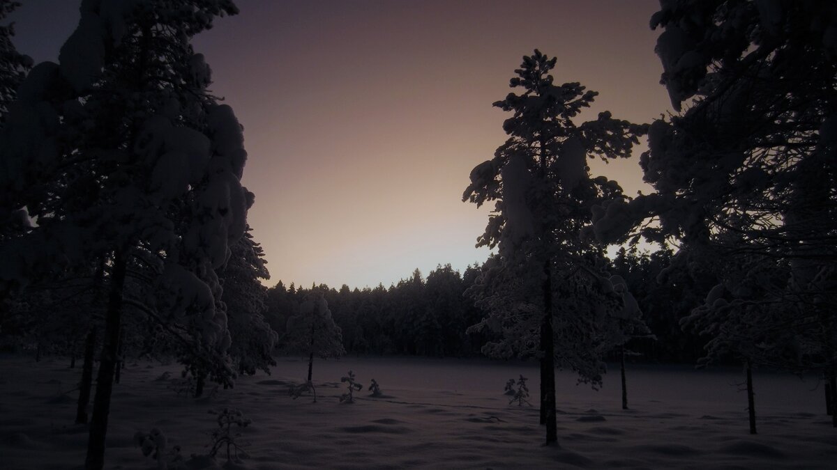 Тамбовский лес