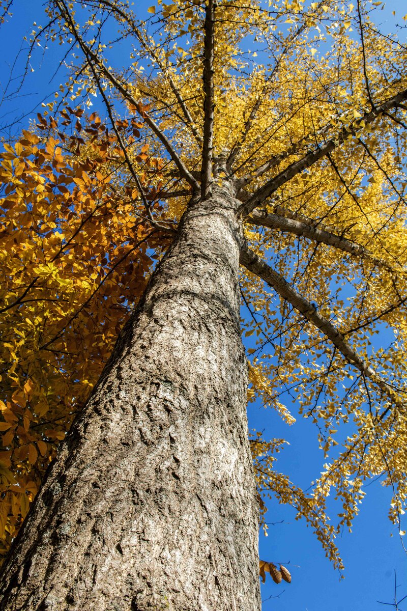 Гинкго Билоба