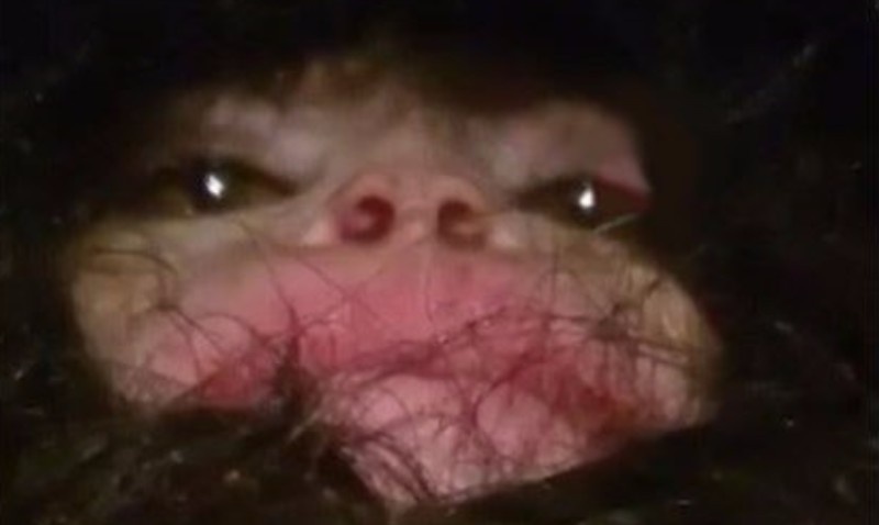 Домовой из Дагестана