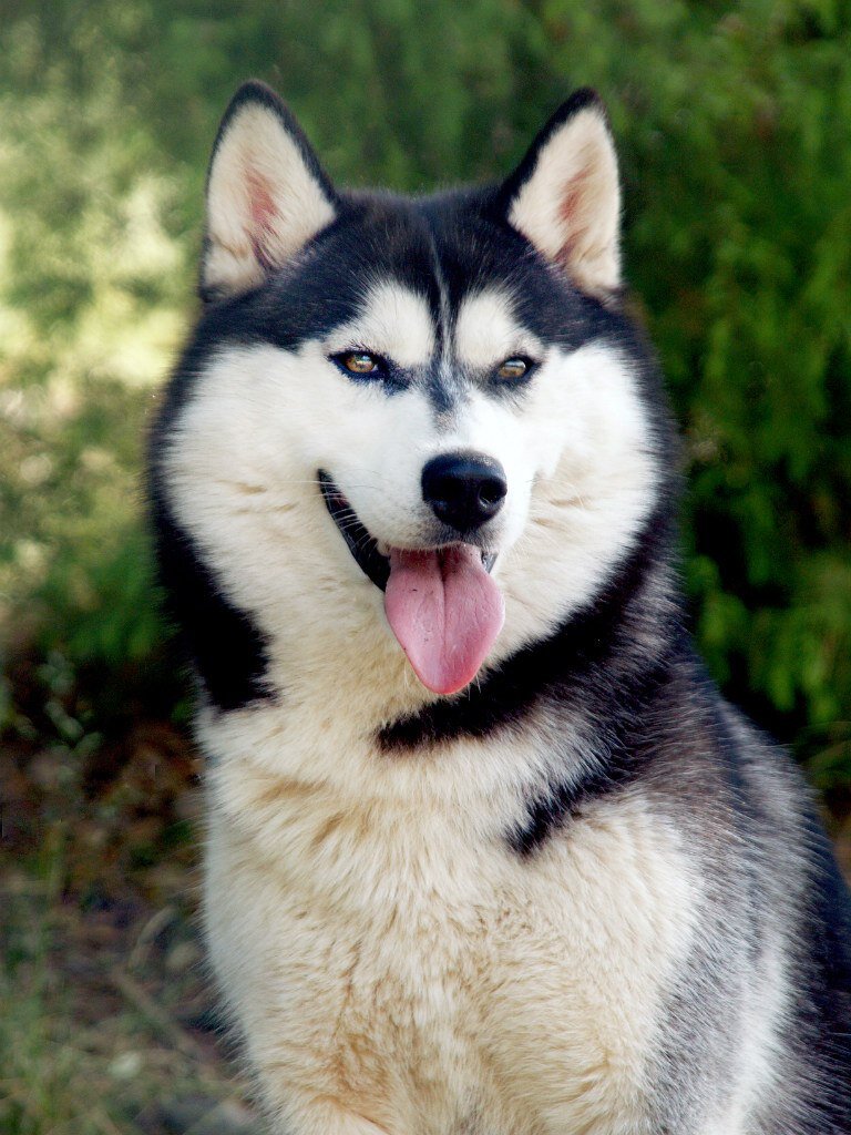 Хаски и город. Можно ли держать ездовую собаку в квартире. | In Dogs we  Trust | Дзен