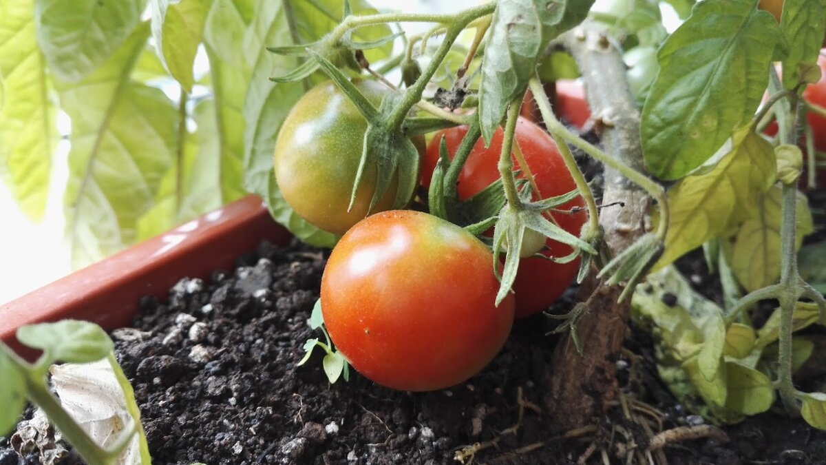 Томат черри на подоконнике