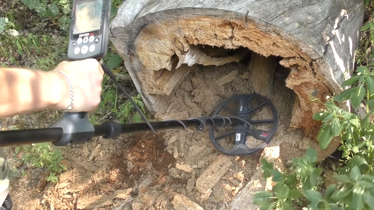                                                                        То самое дерево!