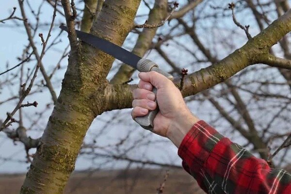 Фруктовые деревья и кустарники обрезают в разное время