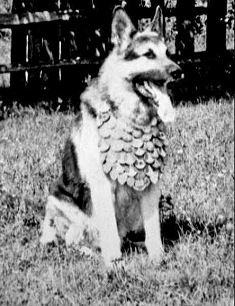 Одна из минно-розыскных собак Мазовера, возможно Джульбарс.