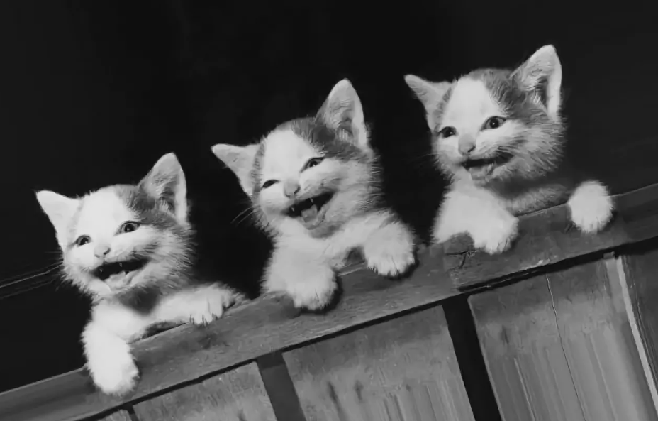He has three cats. Три кошки. Котики Эстетика. Котята Эстетика. Три белых котенка.