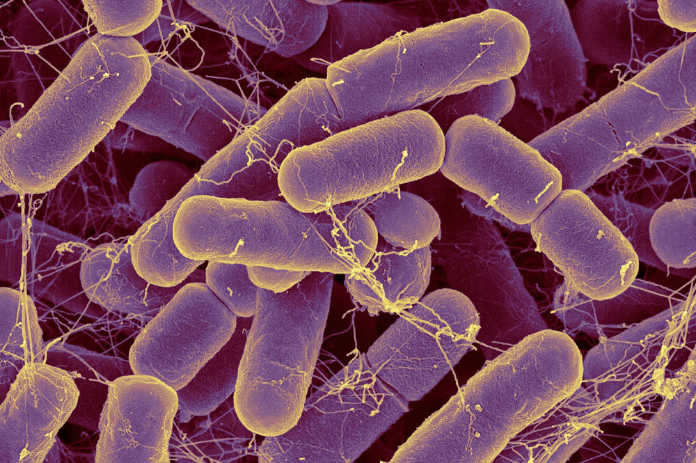 Специальные бактерии