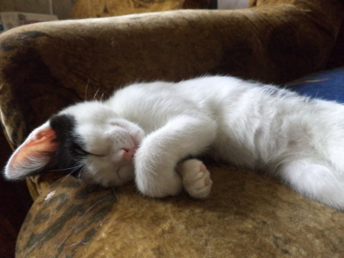 Синги:  я сплю, но животик - вот он. Чешите, его, чешите!