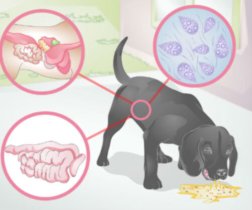 Рвота у собаки