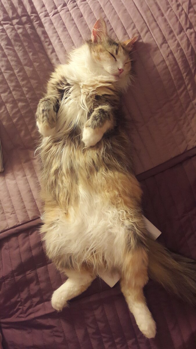 Вот такие чудесные приветы из дома передает кошечка Джустин (теперь Ириска, она же Сосиска, Сосисон и Ирисон), которая уехала из приюта домой 23 апреля 2016 года. Учитывая ее ужасное прошлое, первое время дома случалось, что кошечка бросалась неожиданно на ноги с когтями и каждый раз, когда тянулись ее погладить, прижимала уши и опускала голову, но сейчас этого нет и в помине))