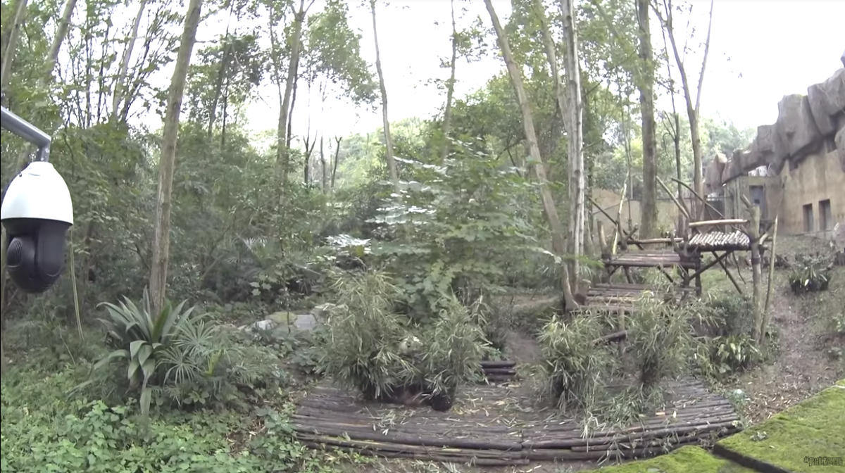 Если очень хорошо присмотреться, то панда лежит чуть ниже центра на фото