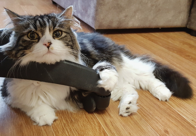 Это мой район. (с) Кот Крис