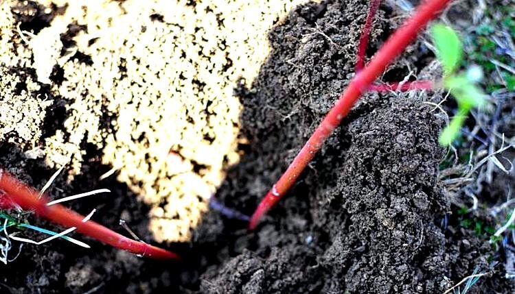 Изображение взято из открытых источников Яндекс. Картинки