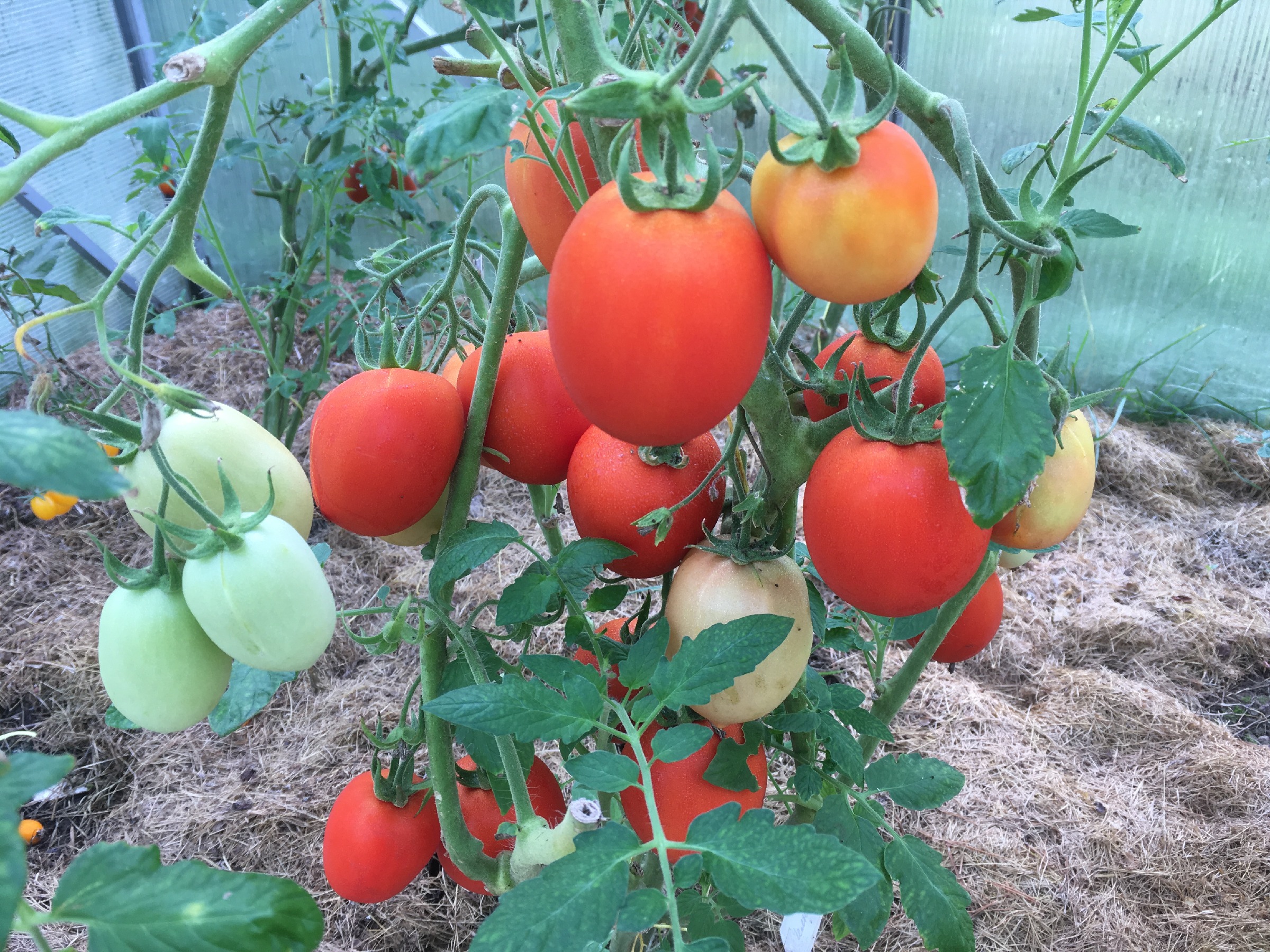 Можно сказать, что эти помидоры выросли из той самой рассады, посаженной под зиму...